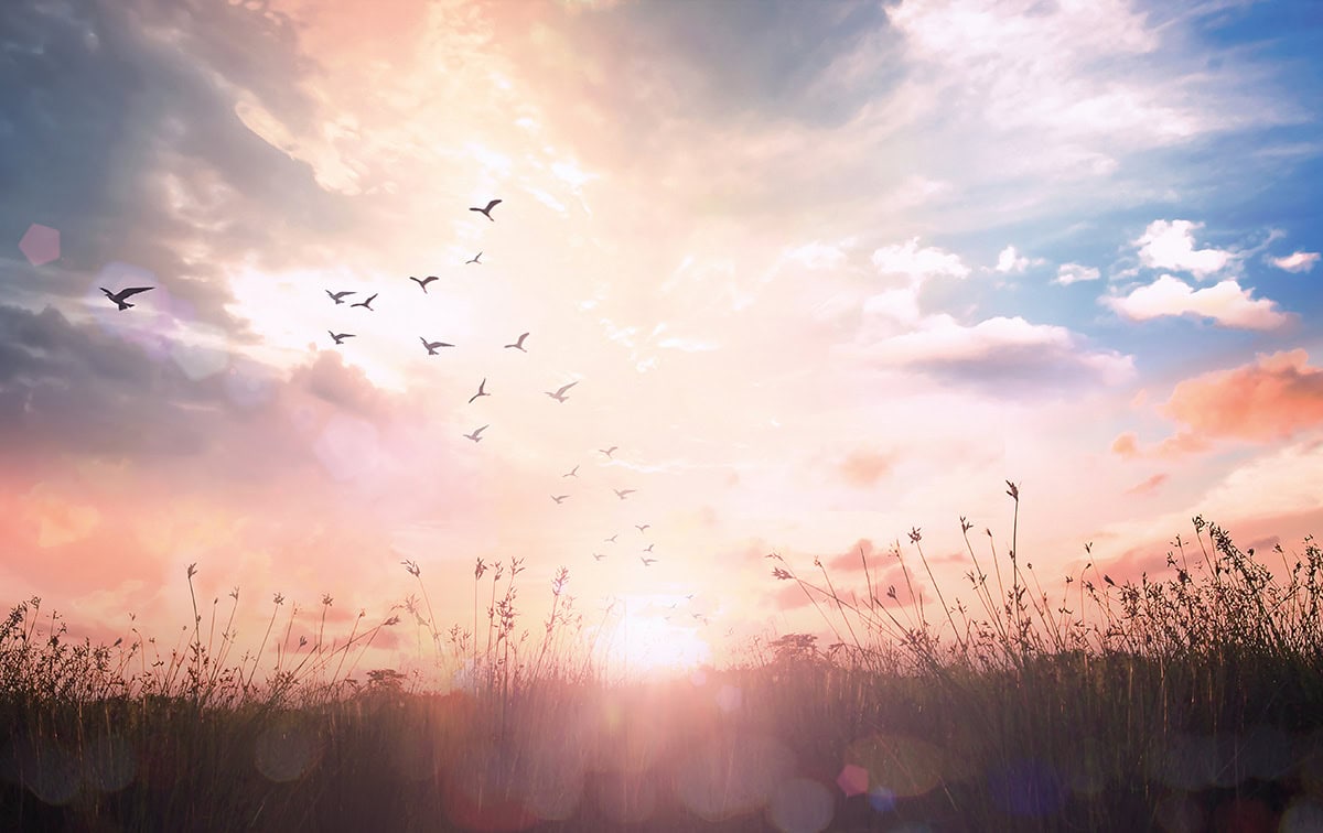 Silhouette birds flying on meadow autumn sunrise landscape background